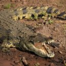 악어상사 이미지