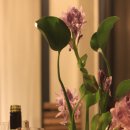 스테이3355 이미지