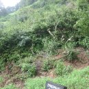 도심다원 이미지