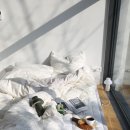 지젤팬션 이미지