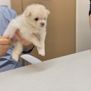 더 펫 애견샵 이미지