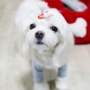 아이펫살롱 이미지