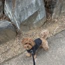 봄강아지 | 스몰스터프 아노락 블랙 후기 | 소형견 강아지 바람막이 봄산책룩 추천