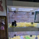 펫퍼스트 24시 강아지분양 고양이분양 이미지