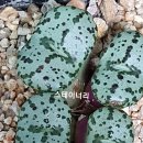 스테이너와 이미지