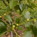 청산 블루베리 이미지