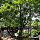 유명산둥지 | 가평군 갈만한곳) 계곡물놀이 &amp; 유명산자연휴양림 둘러보기