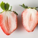 딸기모텔 이미지