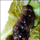 소영식당 이미지