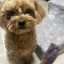 견묘양처 이미지