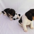 살랑살랑 이미지