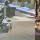 산책하는 강아지 이미지