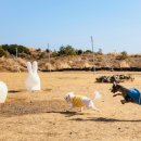 휘닉스제주섭지코지 이미지