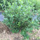 박흥수농장 이미지