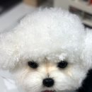 무너지는집 조형물 | 미니 비숑 애견 강아지 모델 촬영 소품 진짜 같은 강아지 대여용 마네킹 인형 주문 제작