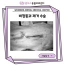 동탄원더스동물의료센터 이미지