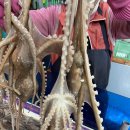 고흥녹동세발낙지 | 산낙지,급냉낙지 요리,사이즈(목포?무안뻘낙지?고흥?)