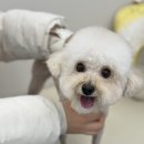 아모르 펫 살롱 이미지