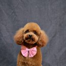 토미펫샵 이미지