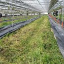 호동농장 이미지