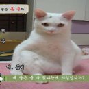 카포 - 수원시 영통구 도청로 10 | 카포