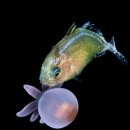 gc-camera-049 이미지