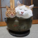 낭만고양이 이미지