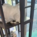 꼼꼼이세탁소 이미지