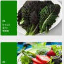 적겨자와 키작토레인보우 이미지
