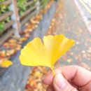 상림축산 | 수제 후랑크 소시지, 캠핑 간식과 부대찌개로 즐기기(까매요 지리산 흑돼지 소세지 소개)