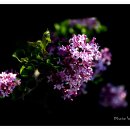 수수꽃다리 이미지