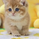 김포고양이분양 맘스캣 이미지