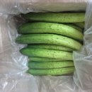 민숙농장 | 농라) 민숙농장 오이