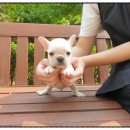 광주강아지분양 고양이분양 펫왕국 이미지