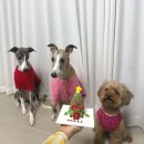 메리야스 - 여주시 태평중앙1길 8-10 | BYC 강아지 잠옷 [개리야스] 김장조끼 , 메리야스 ,할매내복 후기