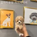 강아지분양퍼피베이비
