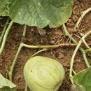 우리꽃사랑님 애플수박 씨앗 이미지