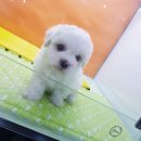 개를 품은 남자 이미지