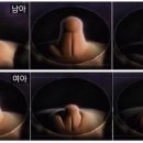 은하여성의원 | [임신일기05] 12~15주차까지의 기록 : 1차 기형아검사, 환도선다, 단축근무 신청, KTX/SRT할인 신청...