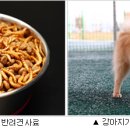 청년사료 이미지