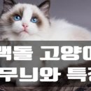 Ghiblidoll 네이버블로그