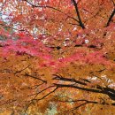 올해의 단풍으로 청량산 단풍을 선정합니다