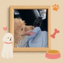 네고왕✖️티머니GO 온다택시비 5천원 할인 후기 !