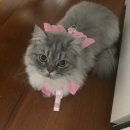 고양이무마취미용 고미고미 동삼점 | 부산 고양이 무마취 교감미용, 고미고미화명점