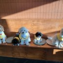 양코치 애견카페 이미지