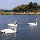 고니목장 이미지