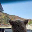 강아지정류장 | 경기도 연천 재인폭포 강아지와 다녀온 후기