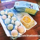 승희네 다육이 이미지