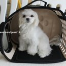 도그파파 이미지