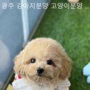 광주 강아지분양 고양이분양 어반펫 광주본점 이미지